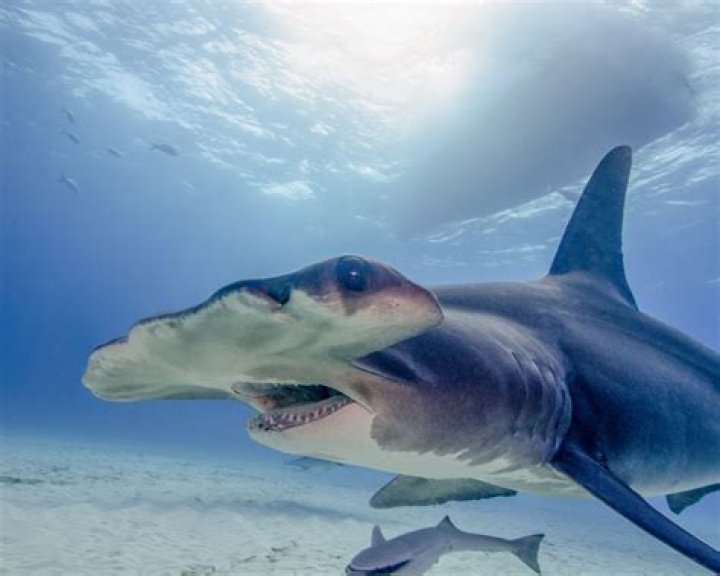 55 Amazing Facts About Sharks