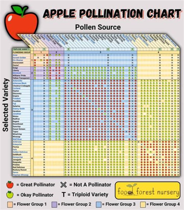 How do I pollinate my pear tree