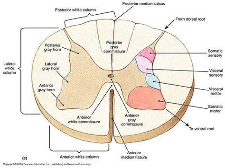 What is anterior white commissure