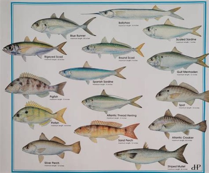 What kind of fish has stripes