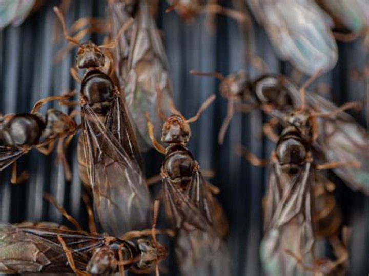 Winged Carpenter Ants Can Cause Major Home Damage — Best Life